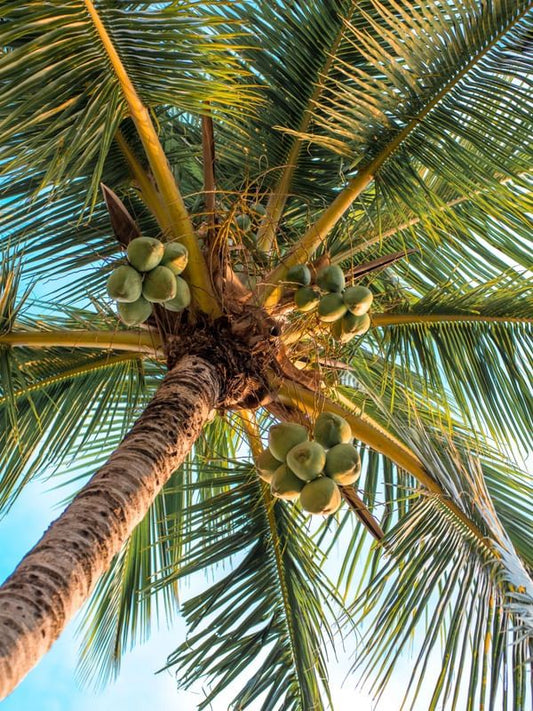 Why Coconut Water Is the Best Natural Drink for the California Summer