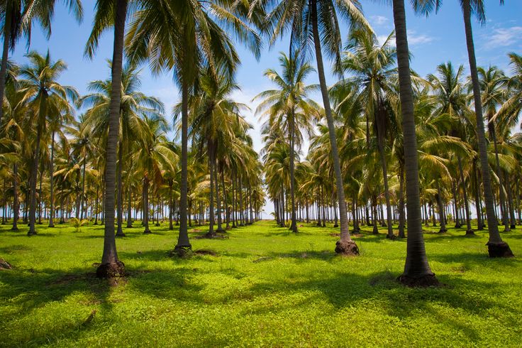 Coconut Water vs. Sugary Drinks: What’s the Best Choice for Your Health?