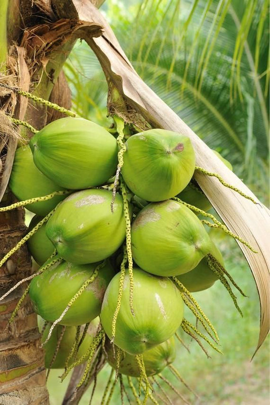 7 Health Benefits of Coconut Water for Your Daily Life